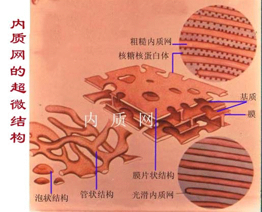 内质网