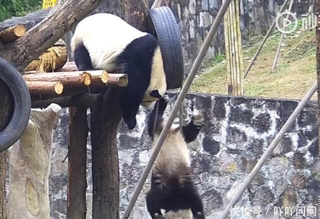 喜欢劈叉的大熊猫,这两只是无意,它是为了展现