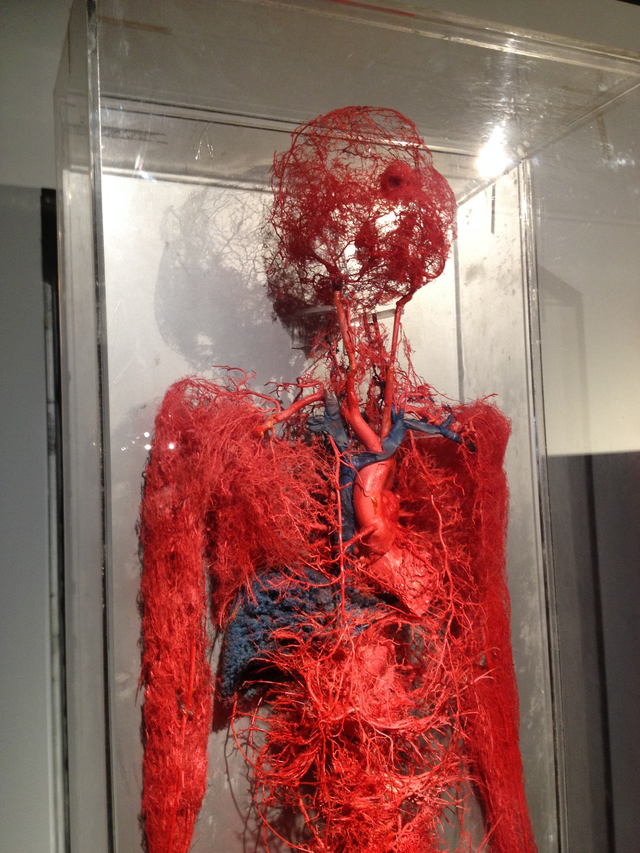 人的血管有动脉,毛细血管和静脉,它们密密麻麻交织成网.