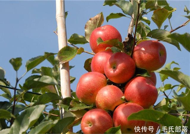 苹果树栽培技术|苹果与钙及缺钙症状