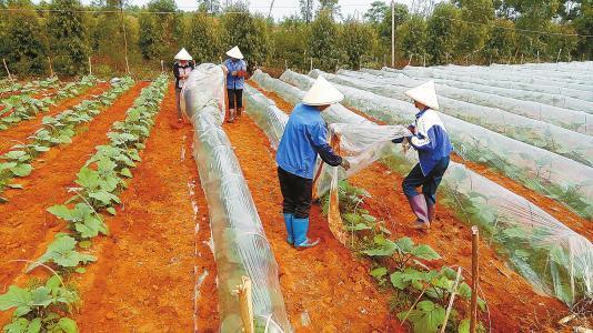 为啥别人都富了, 农民却富不起来? 老农4句话戳中农民心坎