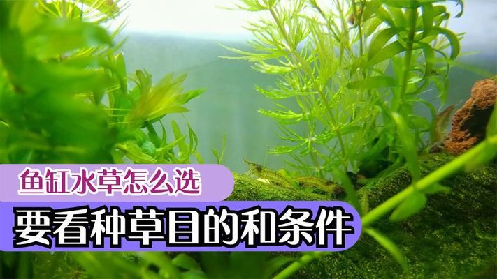 商洛水族批發(fā)市場(chǎng)都在哪里？（商洛水產(chǎn)市場(chǎng)在哪）