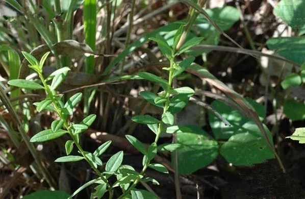 玉米地里有种草,它是稀罕的疳积草,2000元一