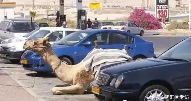 兰博基尼警车、疯狂的建筑、不可思议的宠物......这是迪拜人的生