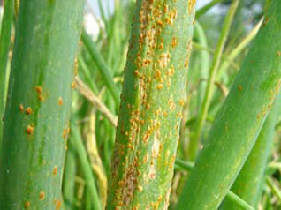 中国在20世纪60～70年代,小麦叶锈病  puccinia recondita var.