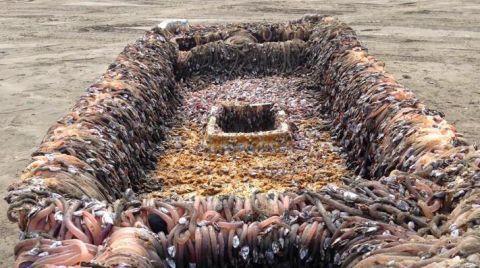 海啸之后在沙滩上留下虫船, 渔民像是捡到宝