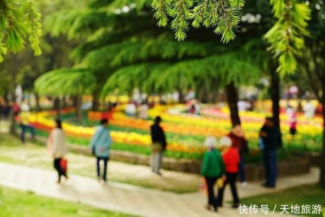 花卉摄影:醉人郁金香