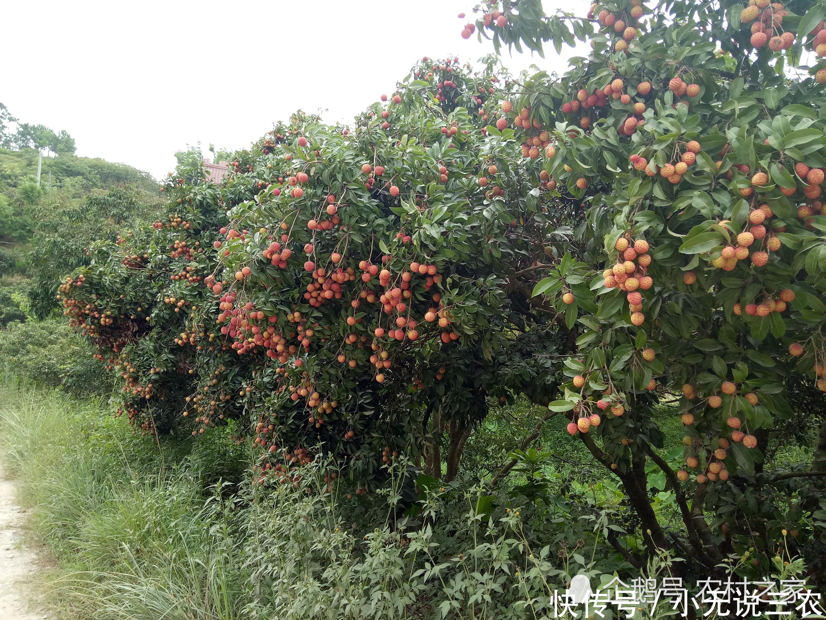 实拍:广西北流荔枝滞销,外地客商没来收购,5毛