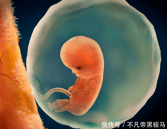 胎儿长得最快是什么月份呢?