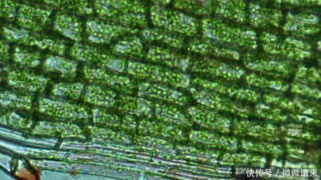 科学界最尖端的125个谜团, 诺贝尔奖在等待它们