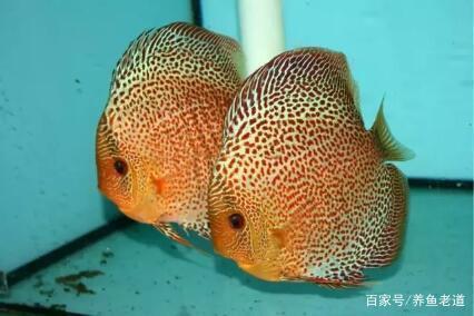 衡陽哪里有魚缸賣的實體店鋪（衡陽哪里有魚缸賣的實體店鋪呢）