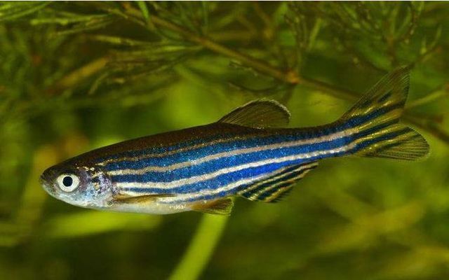 <strong><mark>arowana</mark></strong> in Poznan: A Haven for Fish Enthusiasts in Poland's Cultural Capital