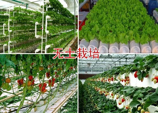 无土栽培的植物是什么样子