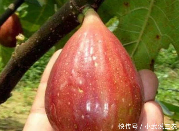 农民种植它一亩收入3万多元,儿子放弃工作回来帮忙!