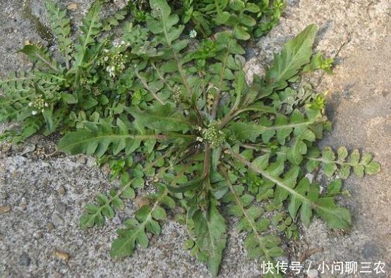 6月梅雨季湿气重,多吃这些农村野菜可有效帮你