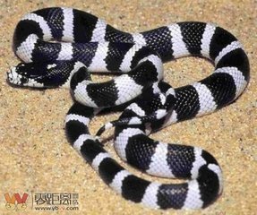有没有一节黑一节白的蛇的图片?_360问答