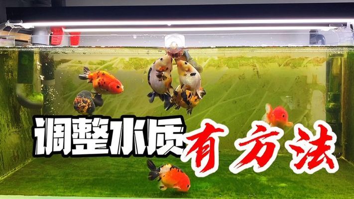 龍魚頂燈離水面多少合適（龍魚頂燈放中間好還是兩側(cè)）