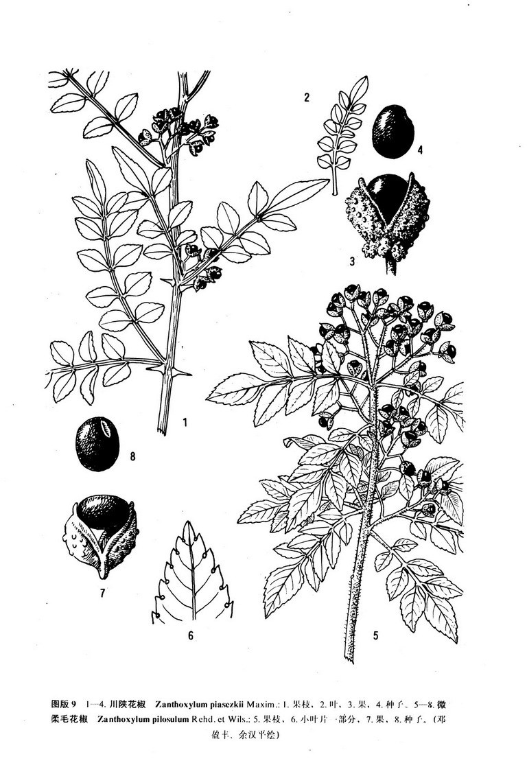 中国植物物种信息数据库||微柔毛花椒 zanthoxylum pilosulum rehd.