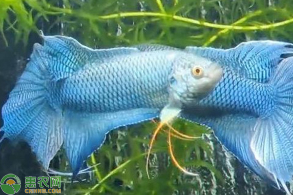 鉆沙子的觀賞魚有哪些圖片和名稱(鉆沙子的淡水魚) 印尼三紋虎