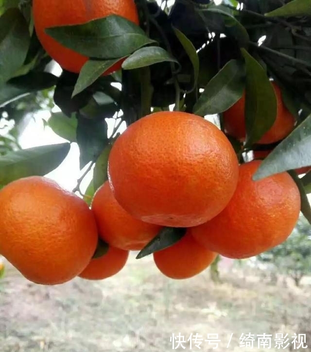 茂谷柑、沃柑、沙糖橘 三大品种栽培管理技术
