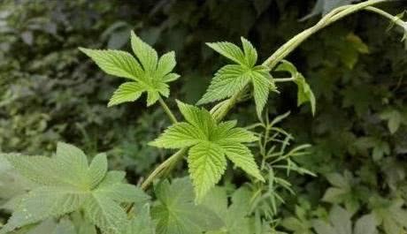 农村小伙为了挖这个宝贝,锄头都挖断了!村里人都称其为“神器”