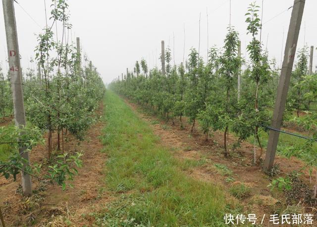 苹果树栽培技术｜现代苹果园“三节”栽培技术研究