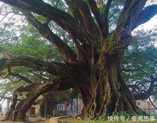 一位寡妇，在千年槐树下睡觉，十月后生下一子，大树居然流鲜血！