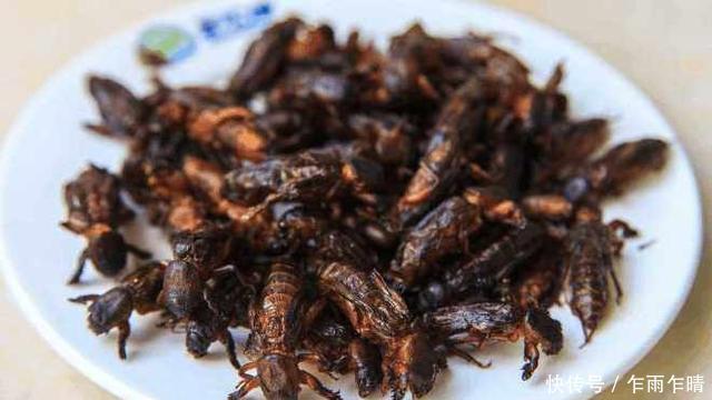 农民们恨之入骨的家伙,可上天入地,身价却不菲,一斤可卖近千元