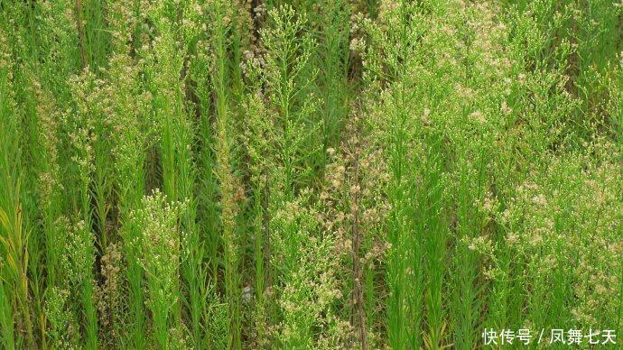 它在国外“恶贯满盈”,入侵我国后,如今却有人靠它发财