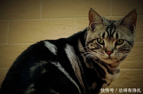 圆脸虎斑猫:虎斑猫怎么才能胖脸呢,虎斑猫一个