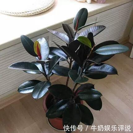 橡皮树长的太高都趴下了,夏季该换盆还是该修