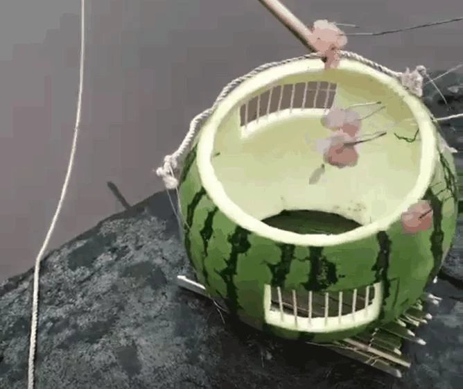 小伙将吃完的西瓜做成捕鱼陷阱,放入河里一小