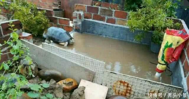 爷爷精心照料养了十几年的大乌龟,还给它在院