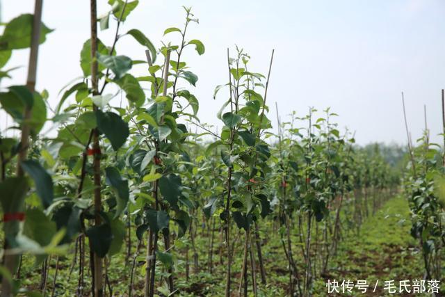 苹果树栽培技术｜现代苹果园“三节”栽培技术研究