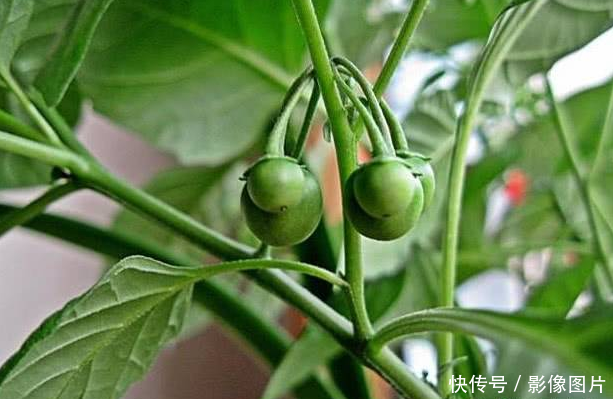 农村里常见的杂草,果实长得像蓝莓,其实是珍稀