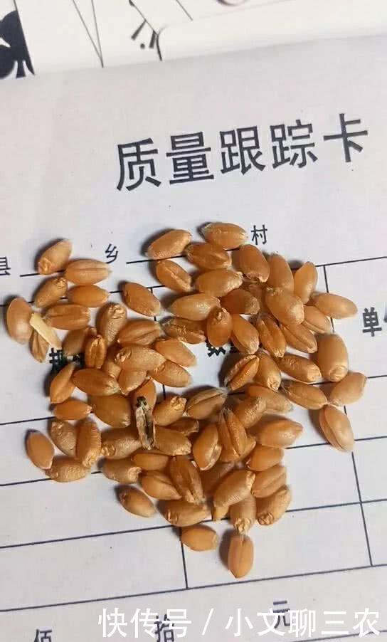 华北小麦价格要涨到1。4元?老农民算账今年收入还不如去年!