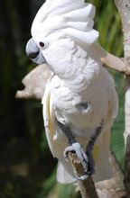 【中文别名】大白,白凤头鹦鹉   【拉丁学名】cacatua alba