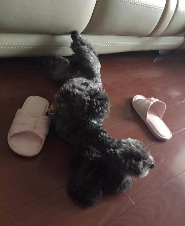 主人车祸离世,小泰迪依依不舍每夜抱着主人拖