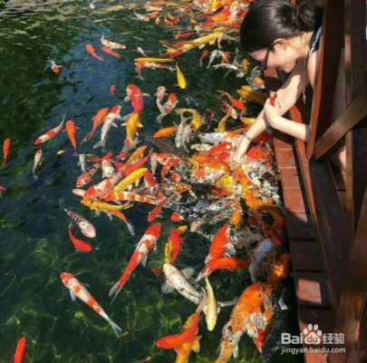 黑色的魚叫什么魚骨頭是軟的叫什么(骨頭很軟的魚是什么魚)