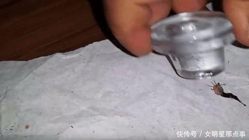 男子捡到乌龟,身上满是不明小点,细看后连忙去