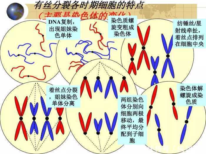 5月8日新麦田怪圈生命解码：谁在模仿达芬奇的画作?