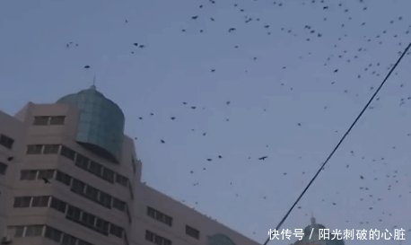 锦州邮政大厦楼顶激光驱鸟器驱离乌鸦