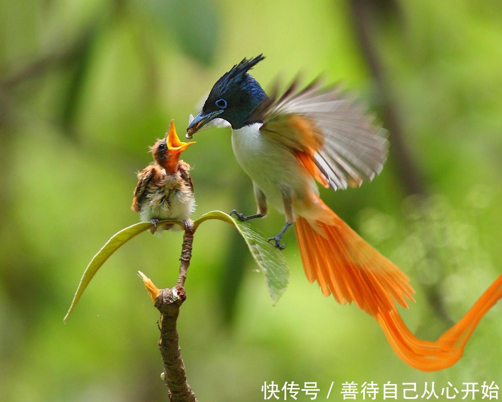 人在做,天在看,做人,不能忘本,更不能忘根!