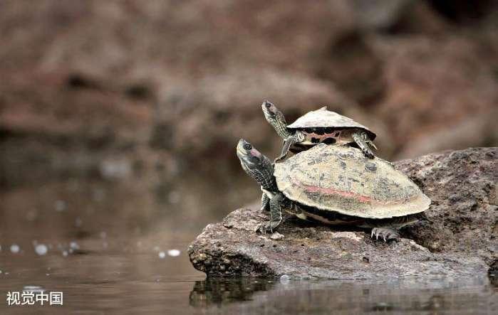 心理测试: 你认为哪只乌龟最有灵性? 测试你最