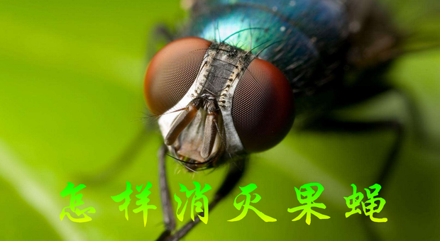 怎样消灭果蝇
