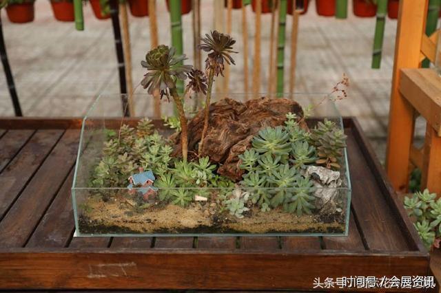 在花卉展上大放异彩的多肉盆景-郑州国际花卉展(图2)