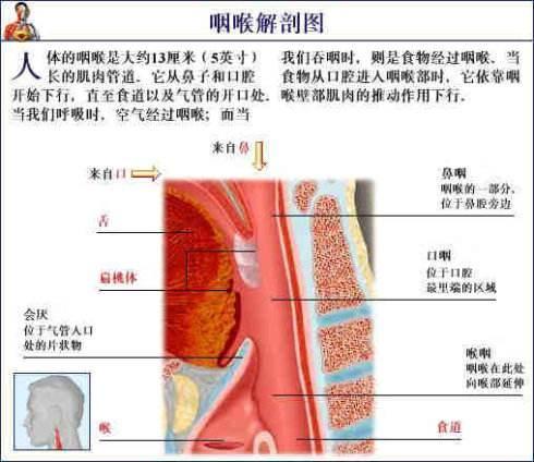 首大刘玉梅:长年患鼻炎的患者会引起咽喉炎吗