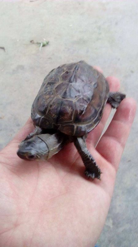 乌龟肉炖石斛可以吗