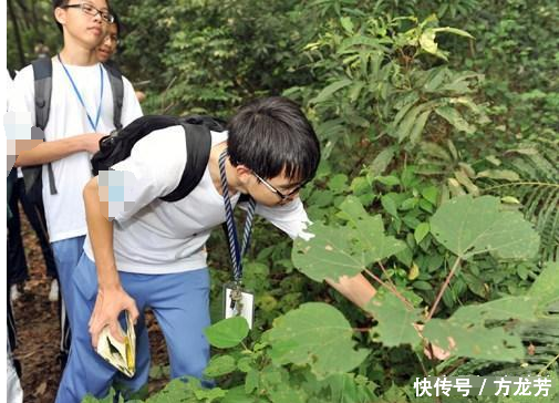 山上这种怪树，农民拿去当柴火烧，却不知是名贵的“三枝枪”