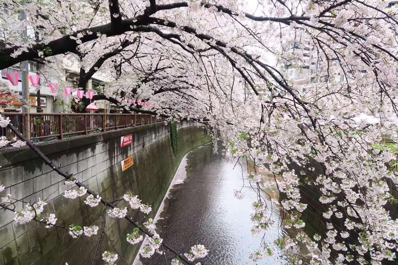 东京目黑川的花期,晚上看樱花最好